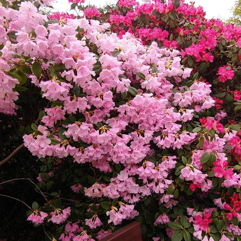 Rhododendron - planting and care