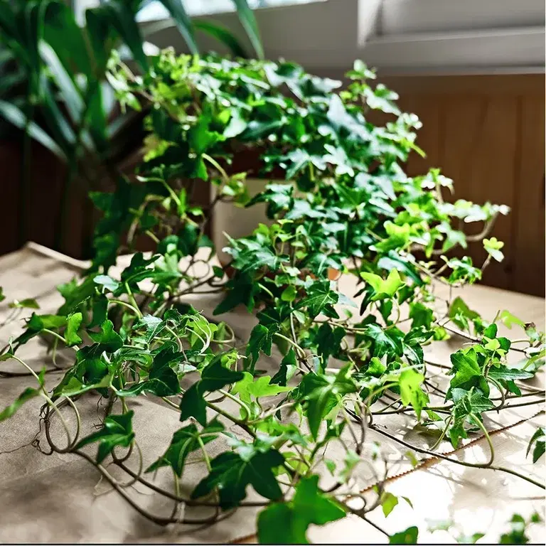 Murgröna – fakta och skötselråd