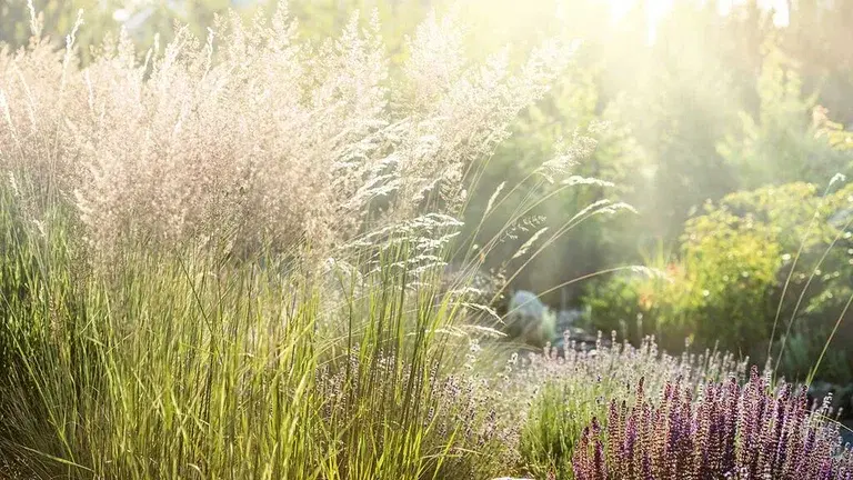 Prydnadsgräs – plantering och skötsel 