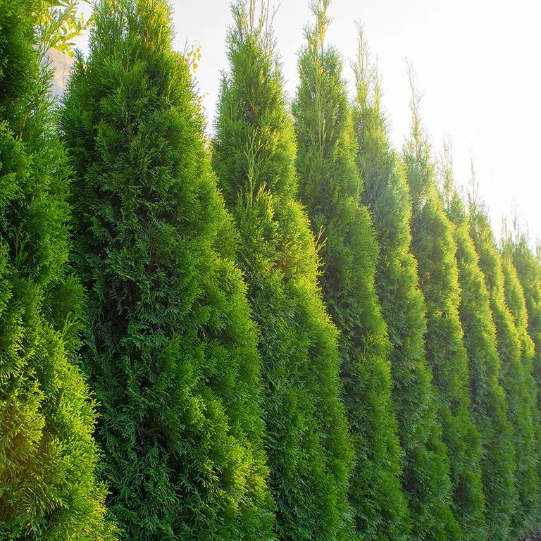 Thuja – how to succeed with planting and pruning