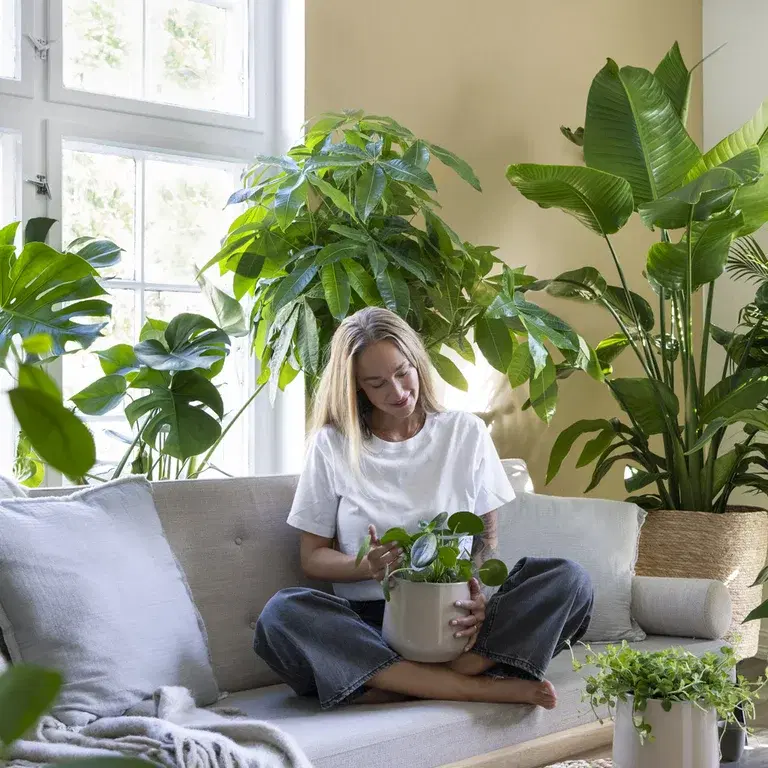 Här är årets växttrender 2025 bland inomhusväxter