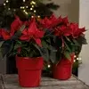Poinsettias