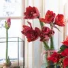 Amaryllis