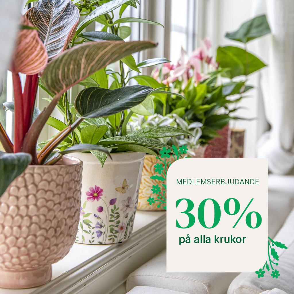 Lavender – planting and care