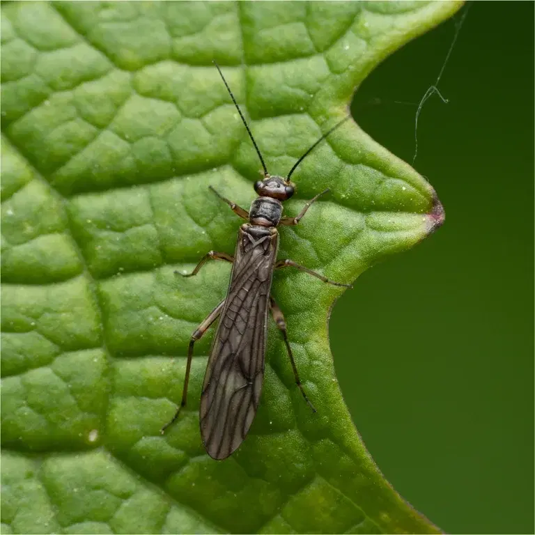 Thrips on indoor plants: How to get rid of the troublesome guest