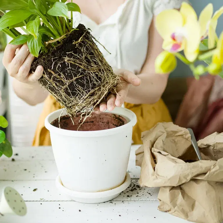 Orchids - new ways to use them