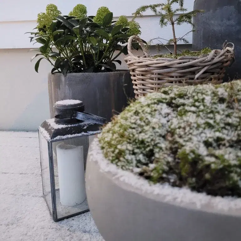 Trädgårdsbesök: Vit snö mot gröna blad hos Therese