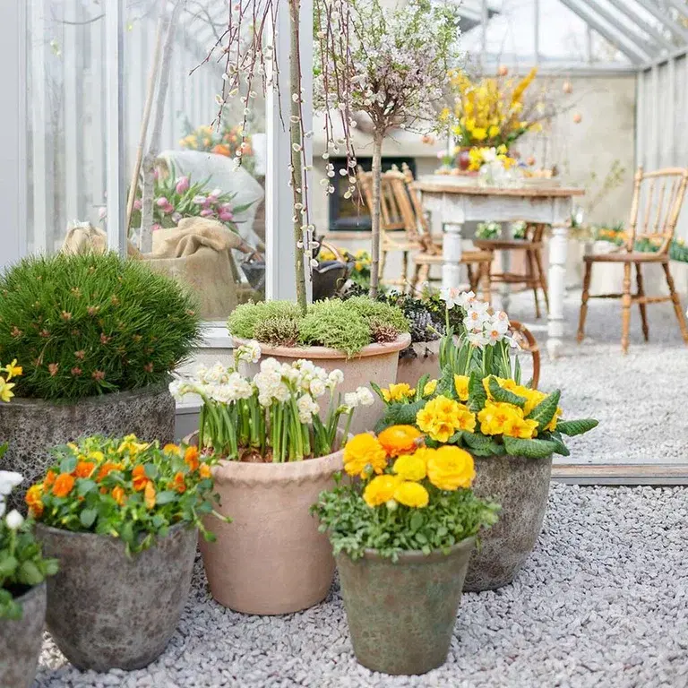 Outdoor plants in pots for Easter and early spring