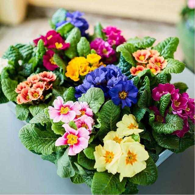 Blomfröer