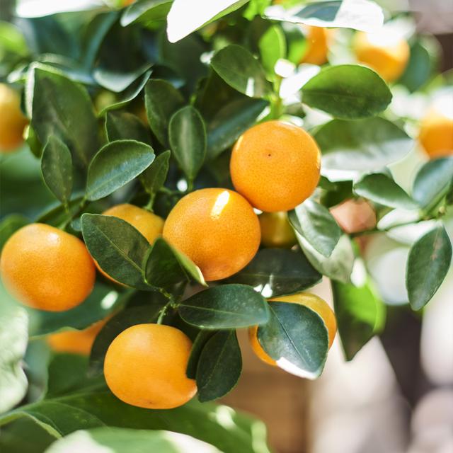 Citrus