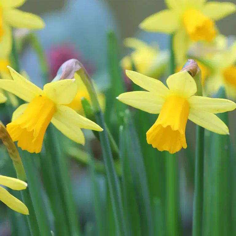 Mini daffodil (Tête-à-Tête) – planting and care