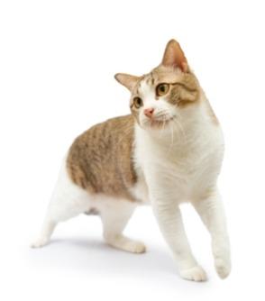 Katt