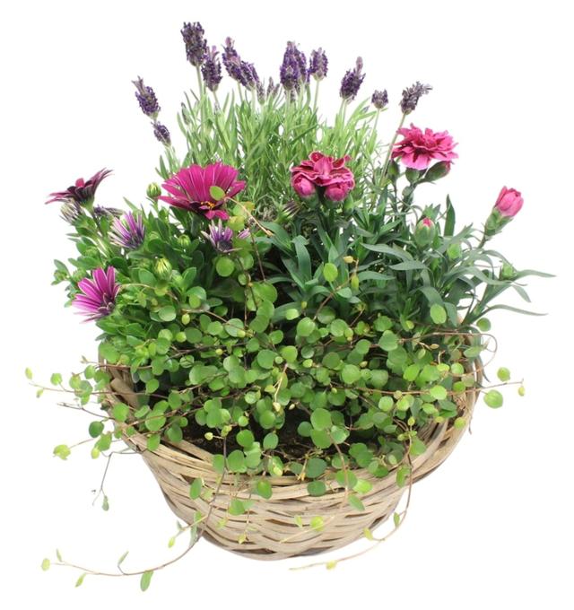 Blomstergrupper ute