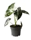 Exclusive plants