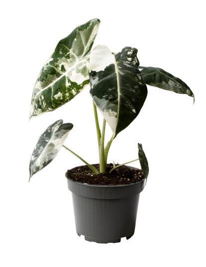 Exclusive plants