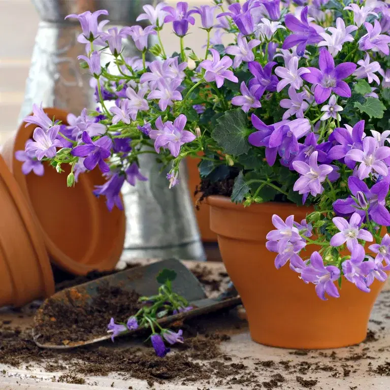 Murklocka – plantering och skötsel 