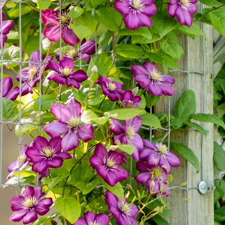 Clematis – planting and care