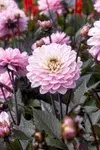 Summer flowers