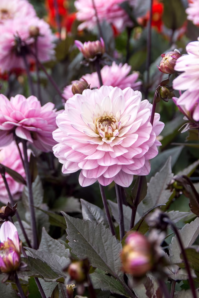 Sommarblommor