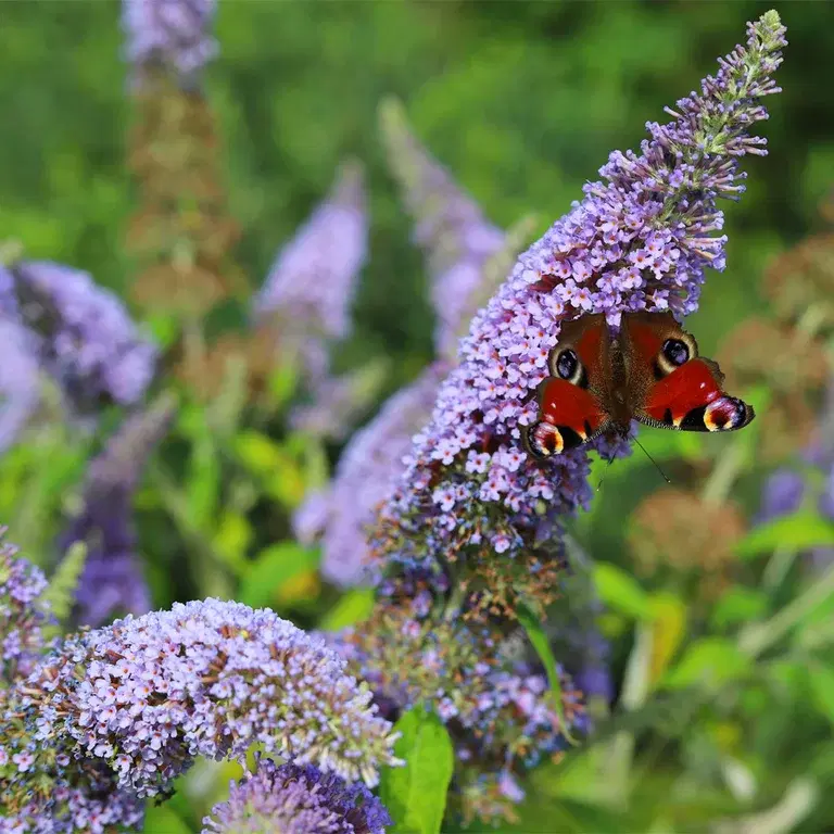 Syrenbuddleja – plantering och skötsel