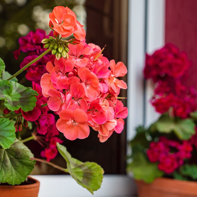 Våra mest älskade pelargoner