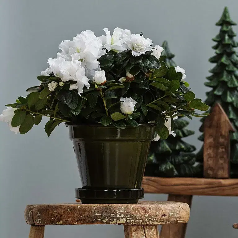 Azalea – fakta och skötselråd 