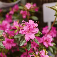 Azalea – fakta och skötselråd 