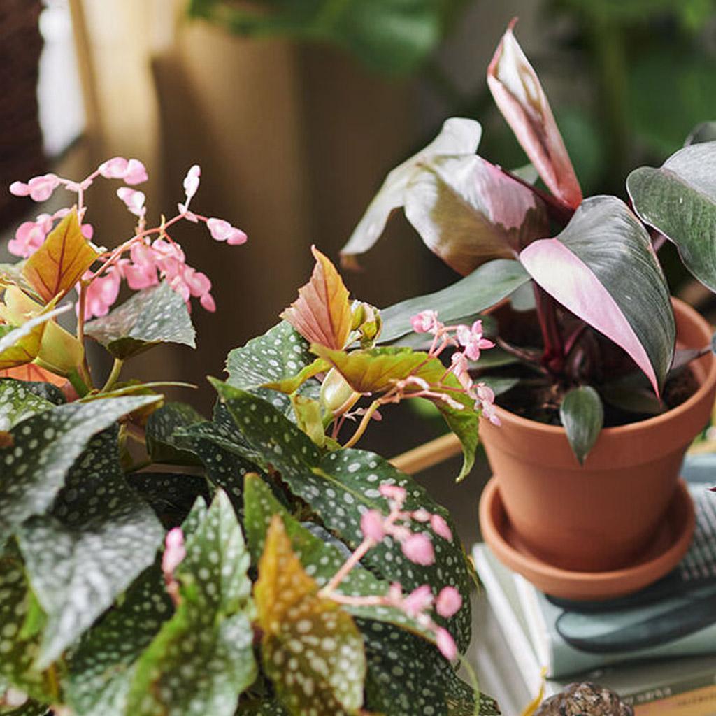 Gröna växter med ovanliga blad