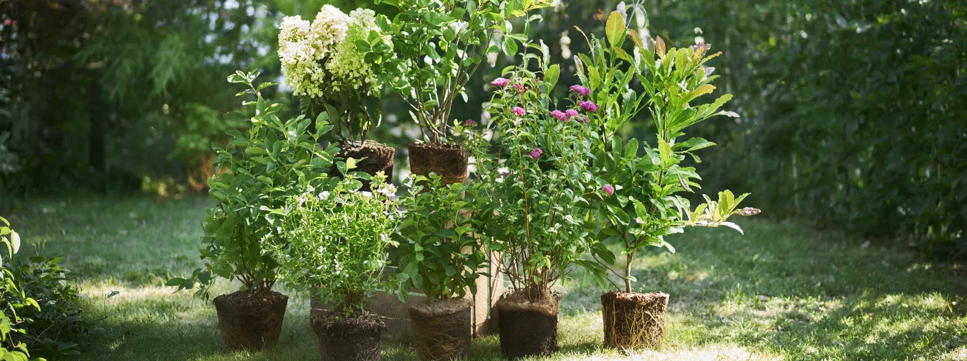 Lavender – planting and care