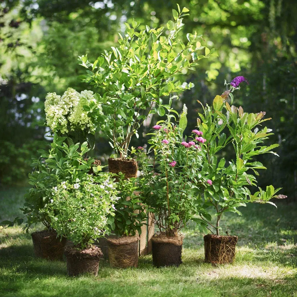 Lavender – planting and care