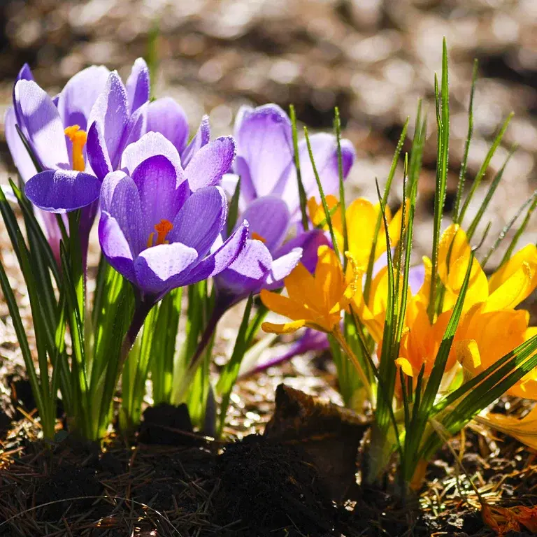 Vårblommande lökar – så här gör du