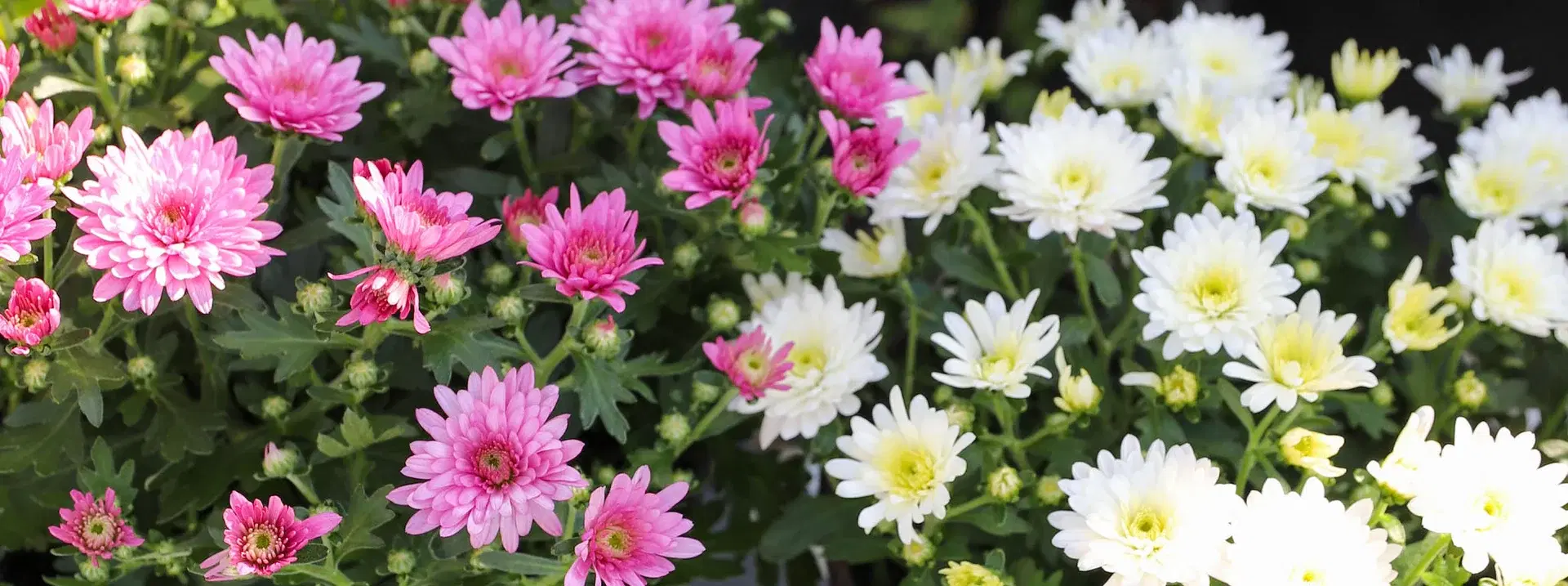 Aster – the summer favorite