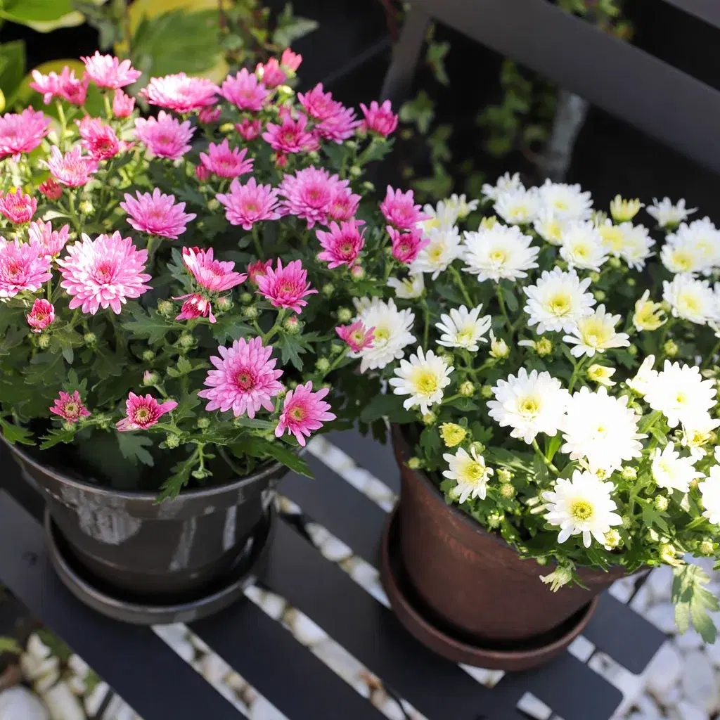 Aster – the summer favorite