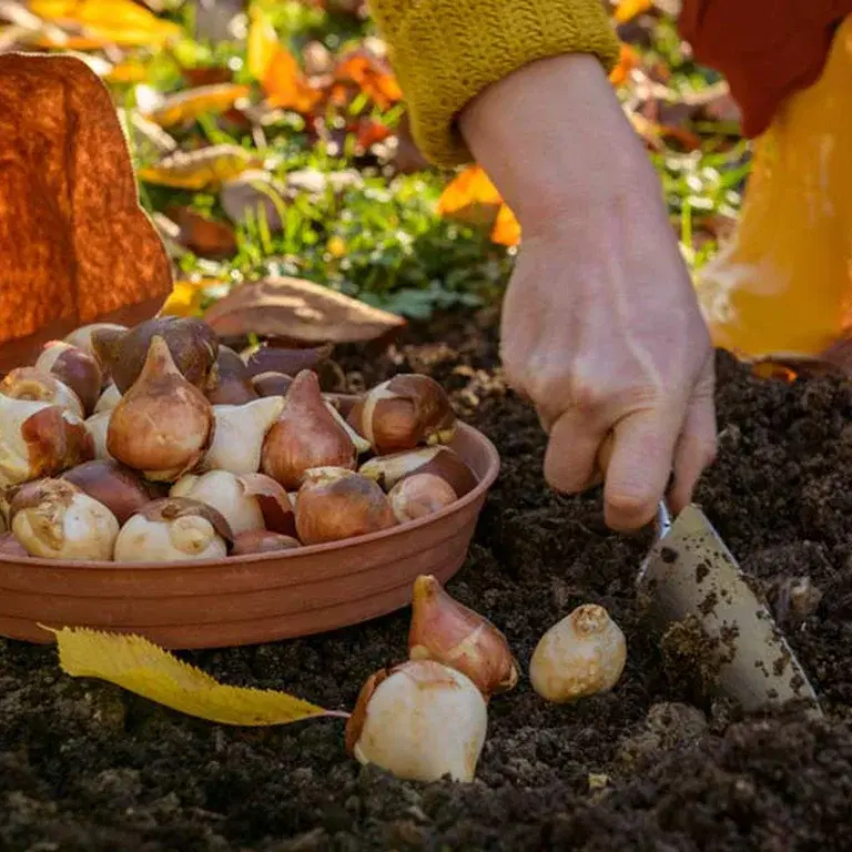 Oktober - detta kan du så och odla