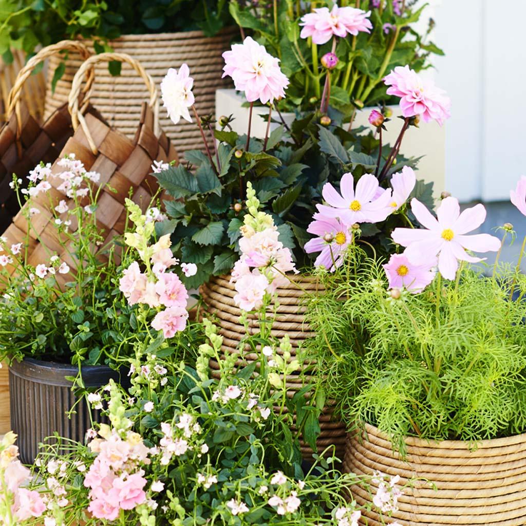 Seasonal plants