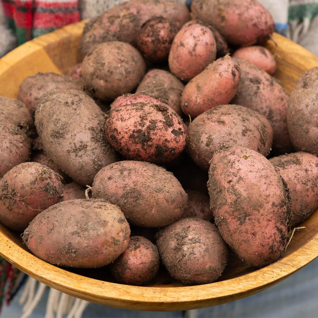Potatis, lök och svamp
