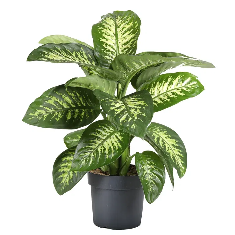 Dieffenbachia 'Tropic Snow' 24 cm