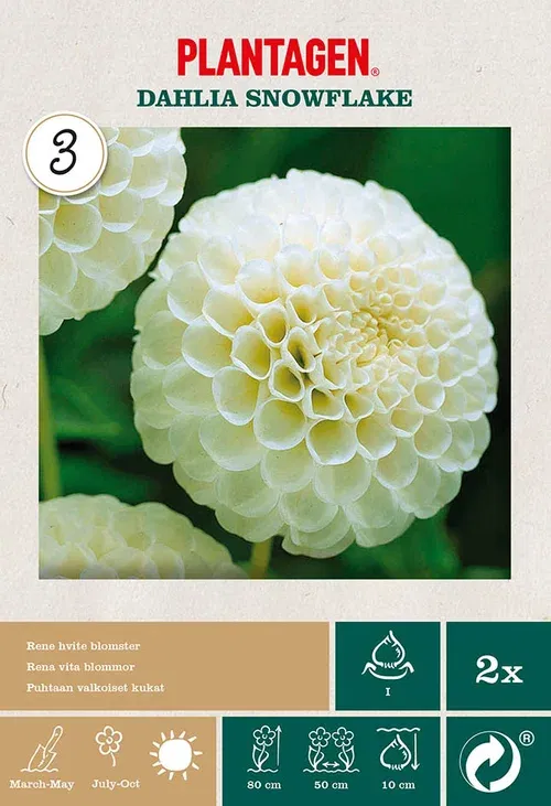 Pompondahlia 'Snowflake'