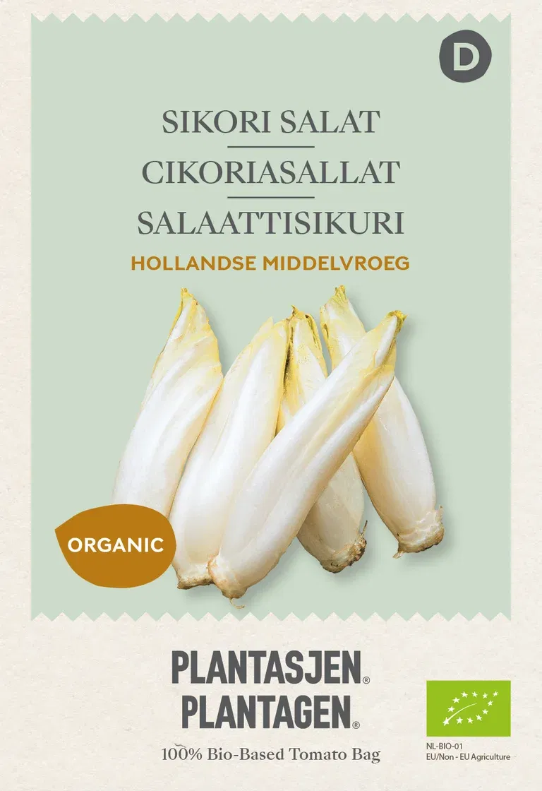 Chicory 'Hollandse Middelvroeg' (Skal 014218) - Organic
