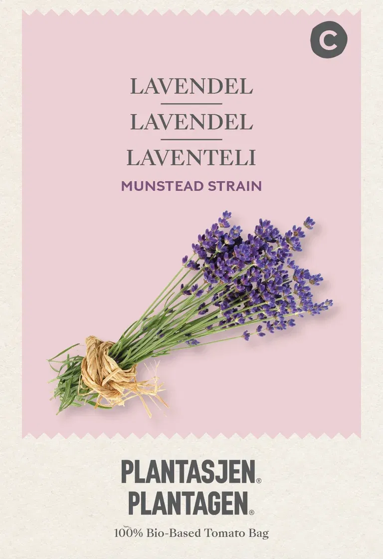 Lavendel Munstead