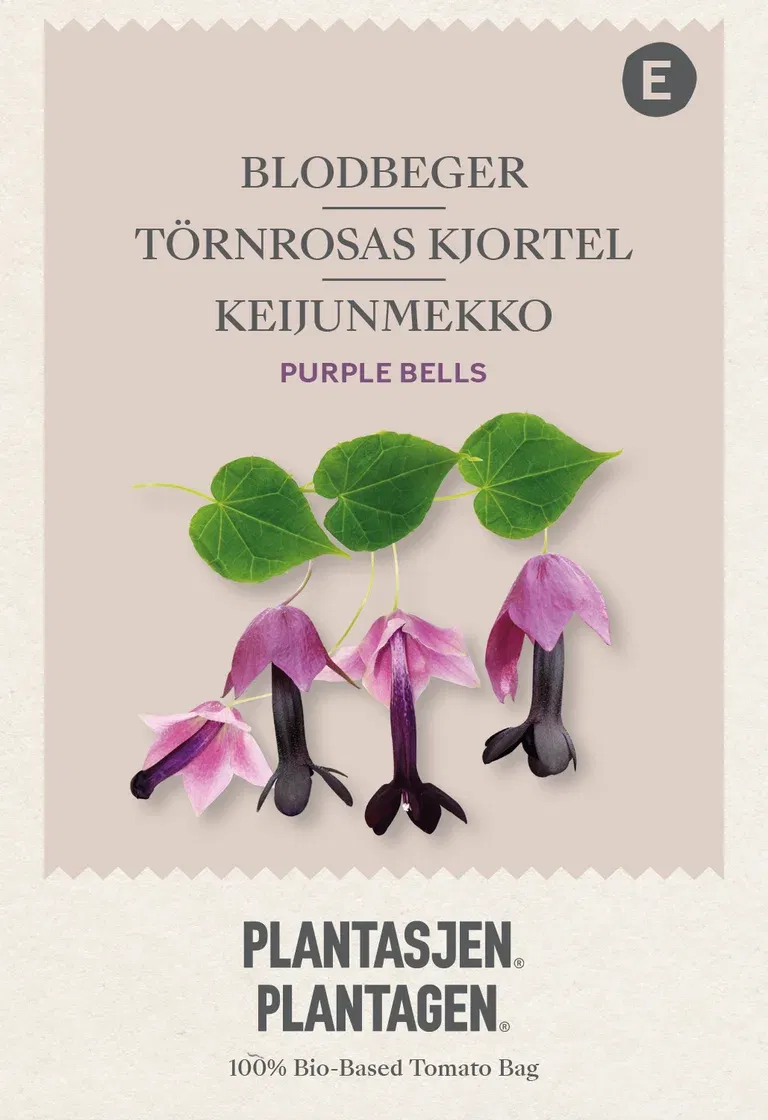 Climbing Flowers, Rhodochiton, Purple Bells