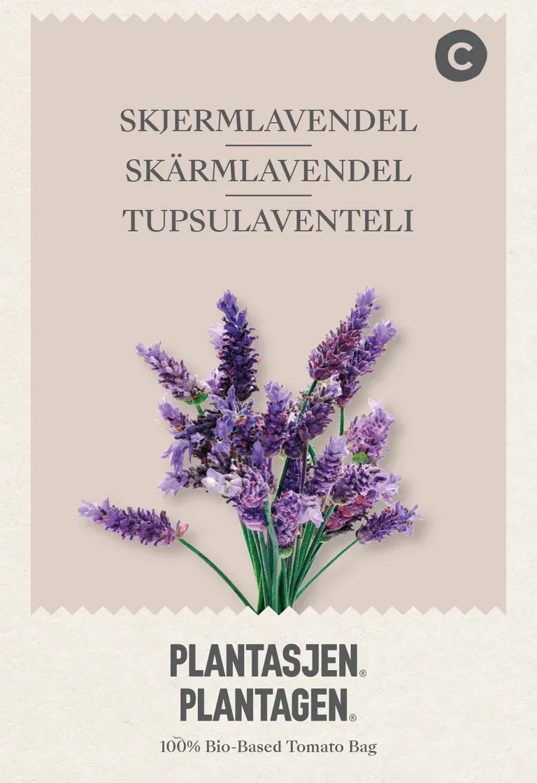 Lavandula Stoechas