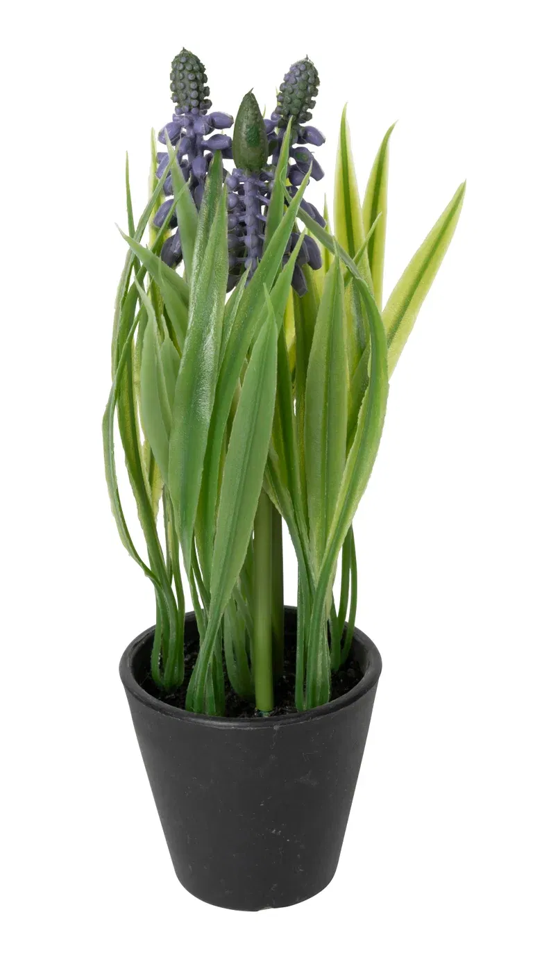 Pärlhyacint i kruka kunstgjord