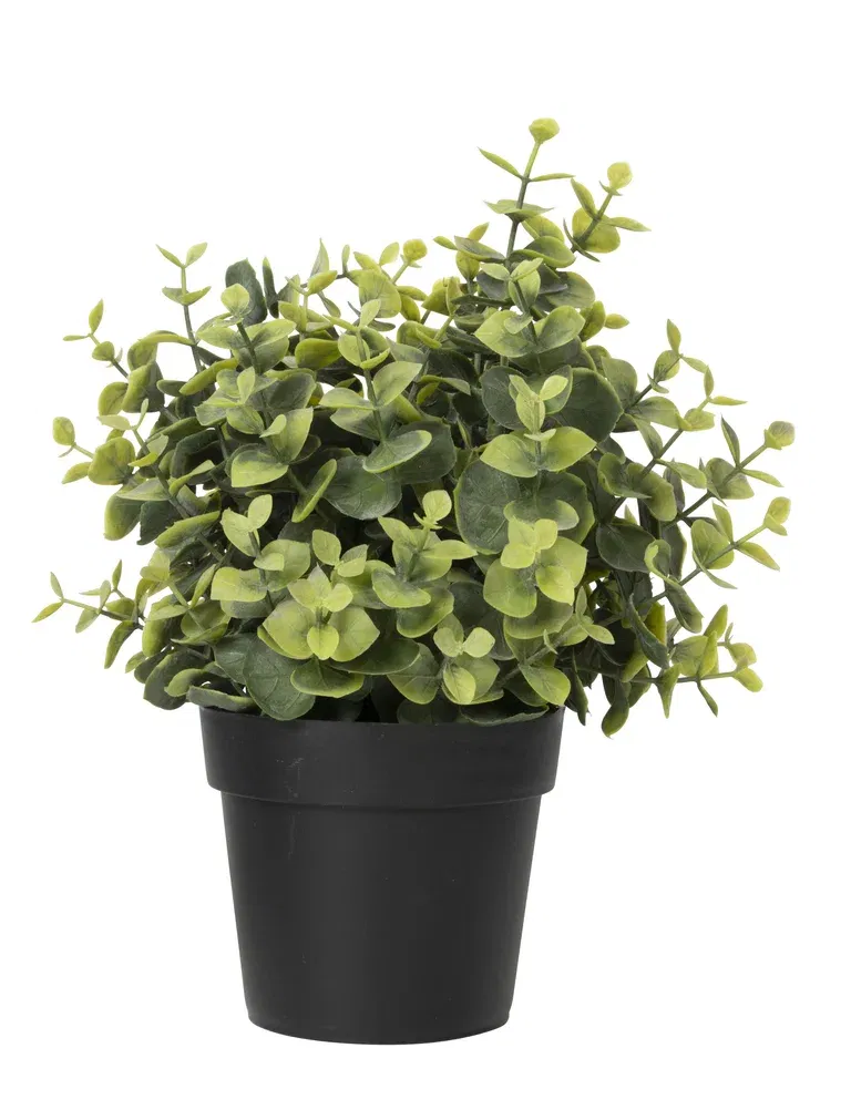 Eukalyptus i kruka konstgjord