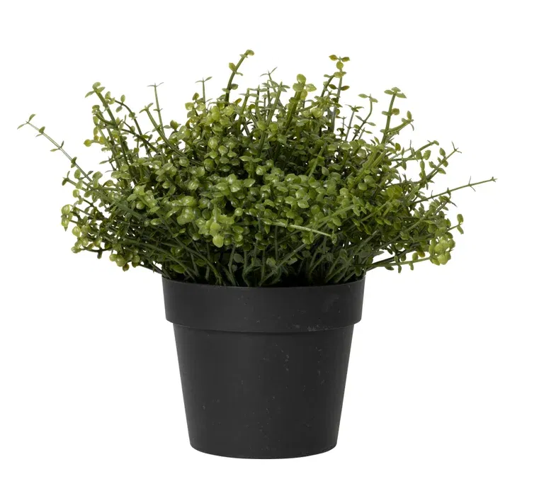 Örtväxt i kruka konstgjord