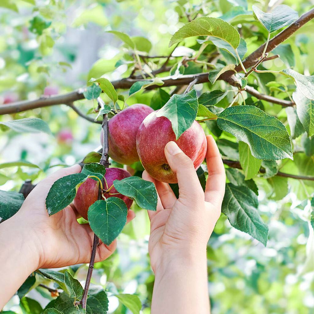 Image of Cherry tree