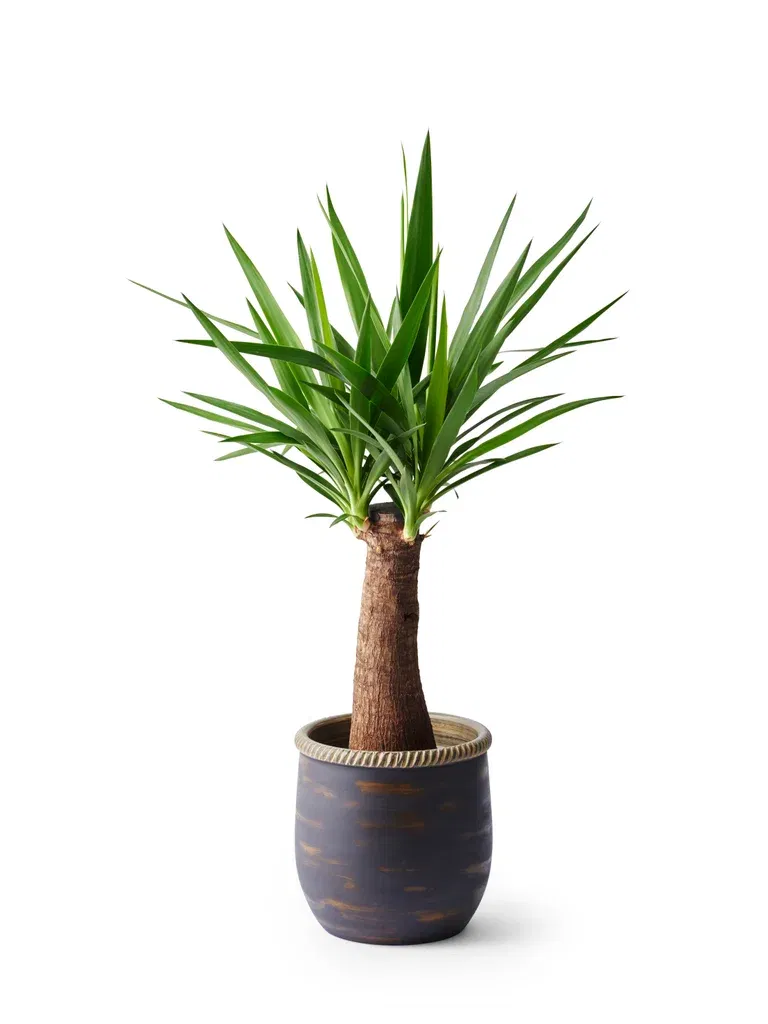 Kruka Patrik