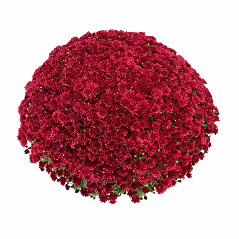 Chrysanthemum ind. Red 19 cm