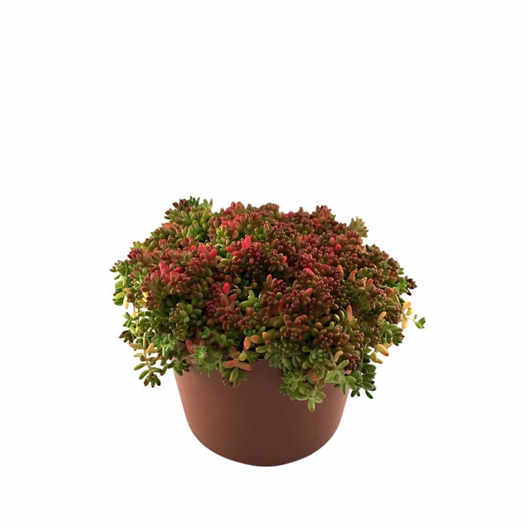 Sedum, olika sorter