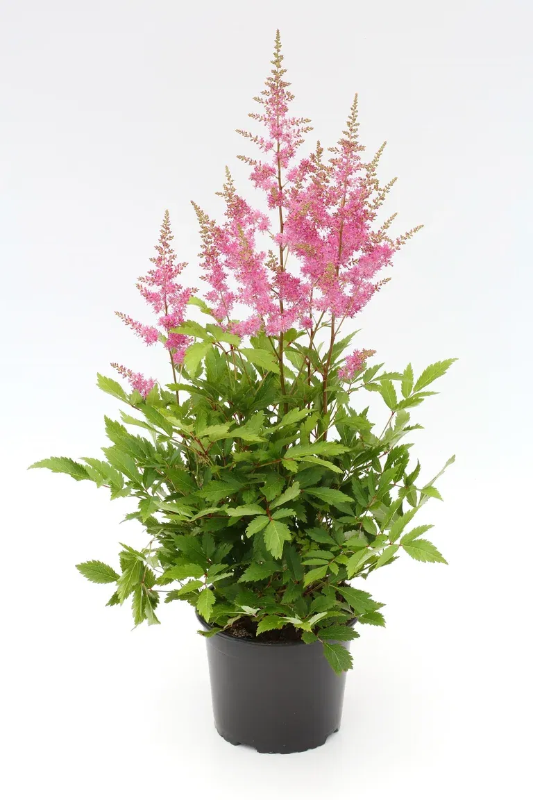 Astilbe Red 17cm